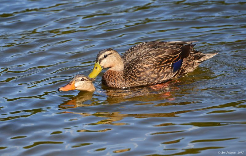 Mottled Ducks 