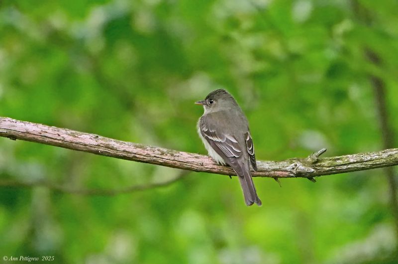 Eastern Wood-Pewee