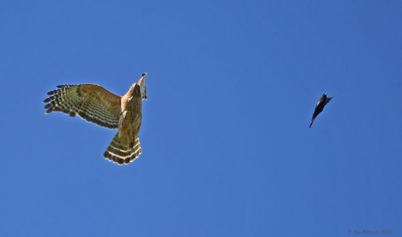 Red-winged Blackbird harassing a Red-shouldered Hawk