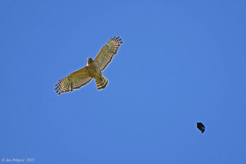 Red-winged Blackbird harassing a Red-shouldered Hawk