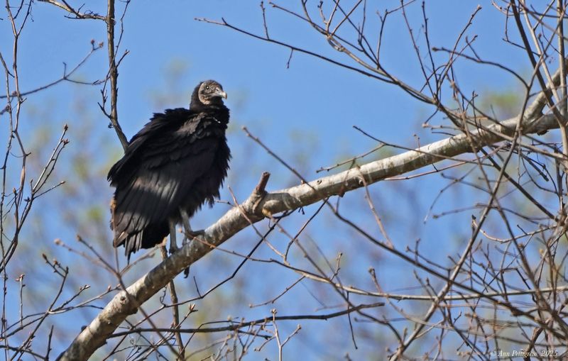 Black Vulture