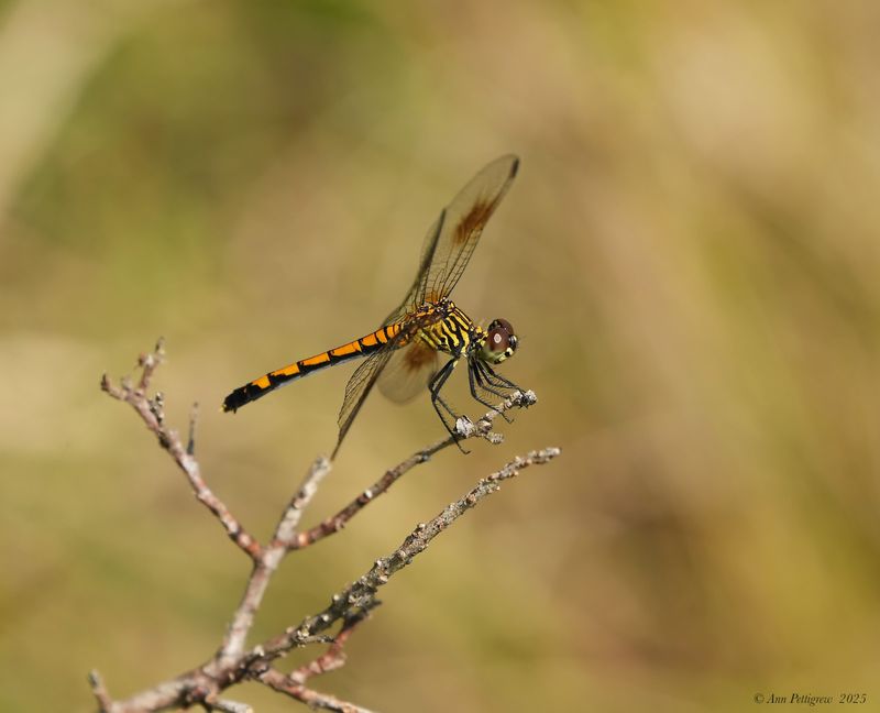 Seaside Dragonlet - female