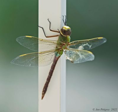 Common Green Darner