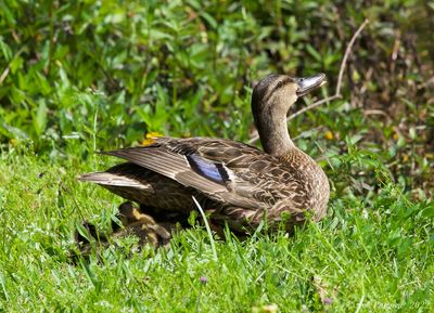 Mottled Duck with Ducklings