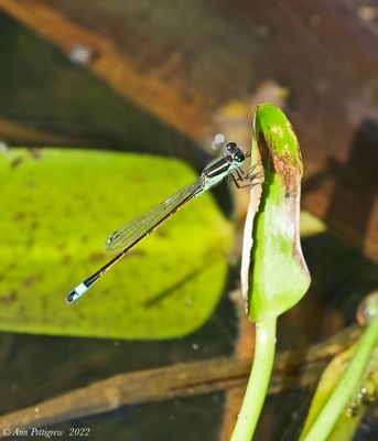 Rambur’s Forktail