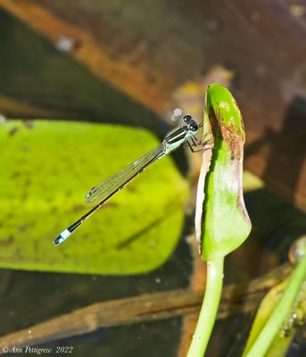 Ramburs Forktail