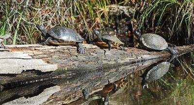 Coastal Plain Cooter