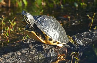 Coastal Plain Cooter