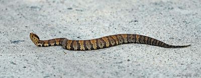 Eastern Cottonmouth