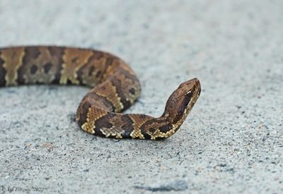 Eastern Cottonmouth