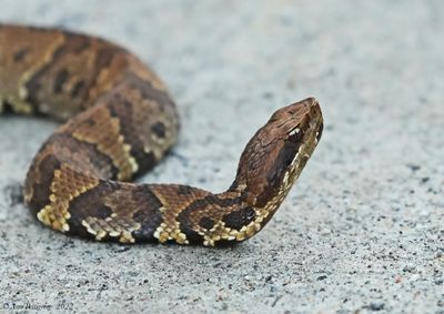 Eastern Cottonmouth