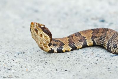 Eastern Cottonmouth