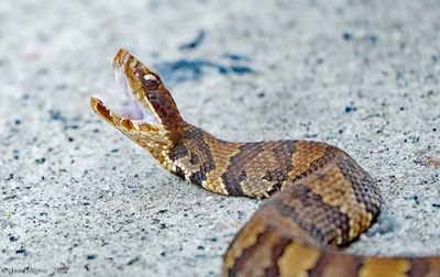 Eastern Cottonmouth