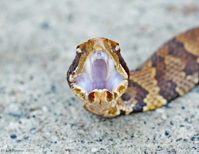 Eastern Cottonmouth