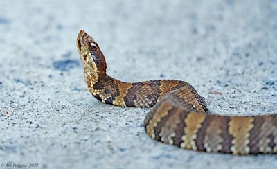 Eastern Cottonmouth