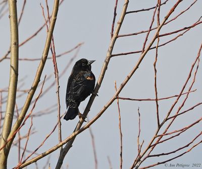 Red-winged Blackbird