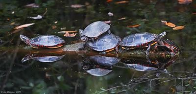 Spotted and Eastern Painted Turtles