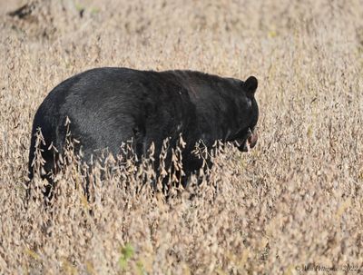 American Black Bear