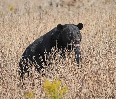 American Black Bear