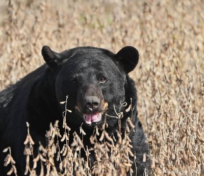 American Black Bear