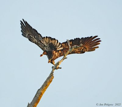 Bald Eagle Taking Flight
