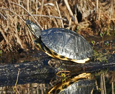Coastal Plain Cooter