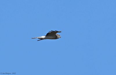 Northern Harrier