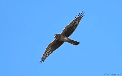 Northern Harrier