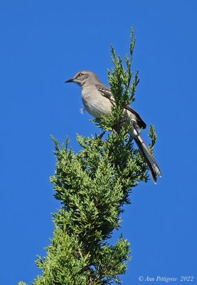 Northern Mockingbird