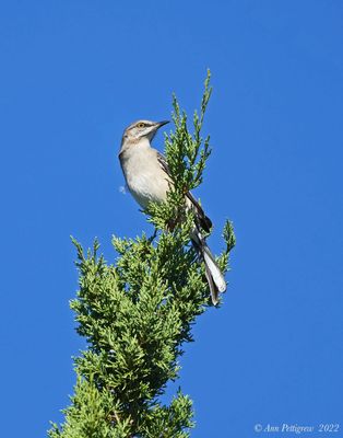Northern Mockingbird