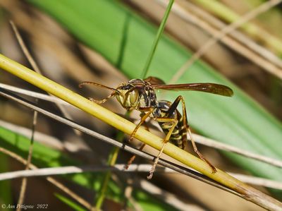 Paper Wasp sp.