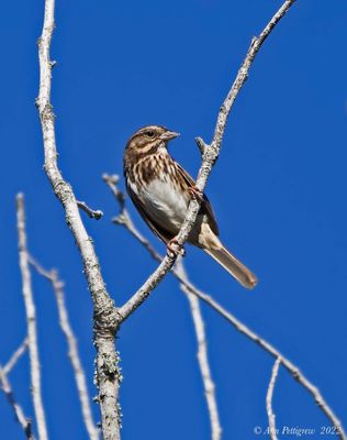 Song Sparrow