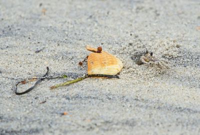 Atlantic Ghost Crab