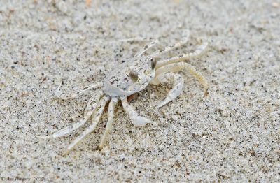 Atlantic Ghost Crab