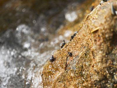 Saltwater Snails