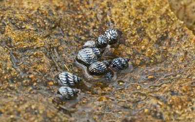 Saltwater Snails