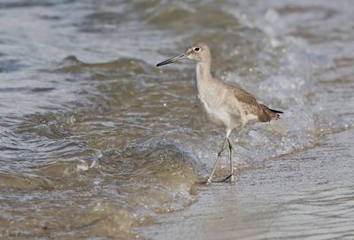 Willet