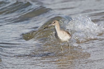 Willet