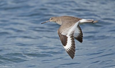 Willet