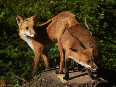 Red Fox