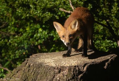 Red Fox