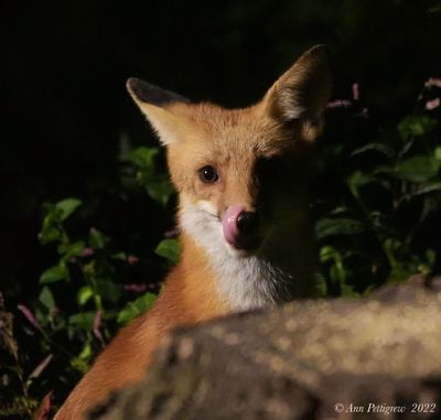 Red Fox