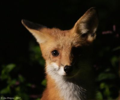 Red Fox