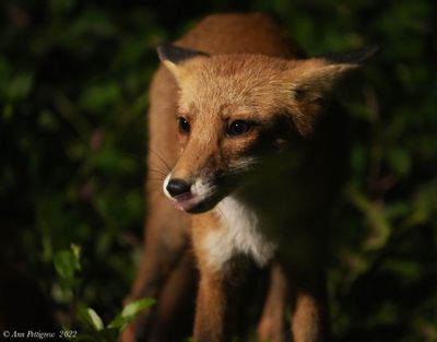 Red Fox