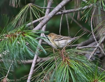 Blackpoll Warbler - female