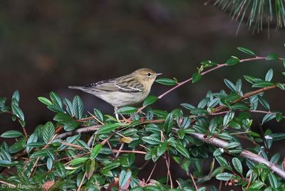 Blackpoll Warbler - female