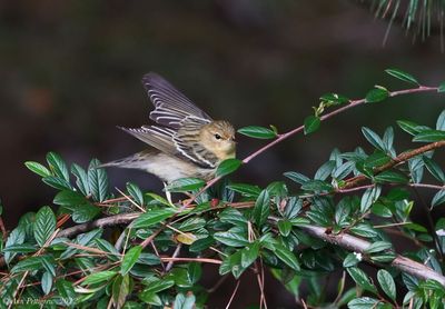 Blackpoll Warbler - female