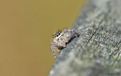Jumping Spider