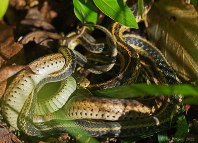 Eastern Garter Snakes