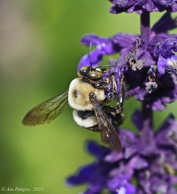 Eastern Carpenter Bee